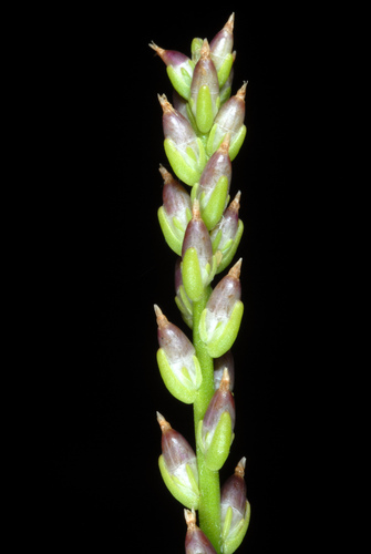 Plantago heterophylla iNat (1)