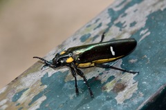 Megaloxantha bicolor