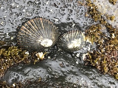 Cellana exarata