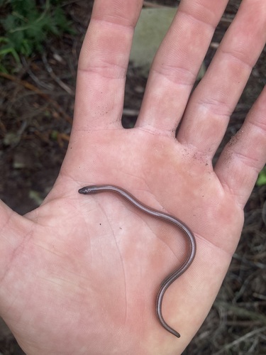 Cape Legless Skink