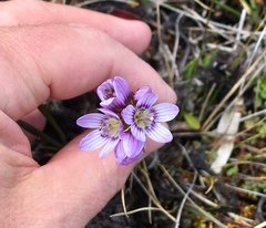 Gentianella corymbosa