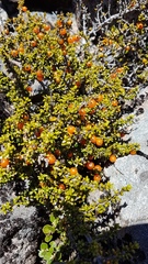 Coprosma fowerakeri