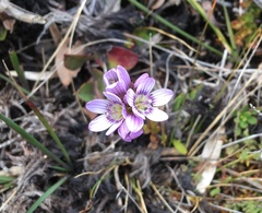Gentianella corymbosa