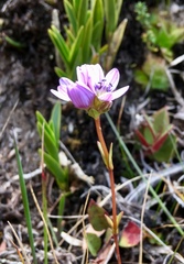 Gentianella corymbosa