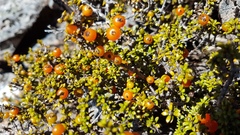 Coprosma fowerakeri