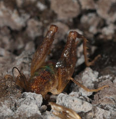 Pristoceuthophilus pacificus