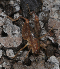 Pristoceuthophilus pacificus
