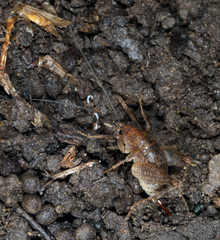 Pristoceuthophilus pacificus