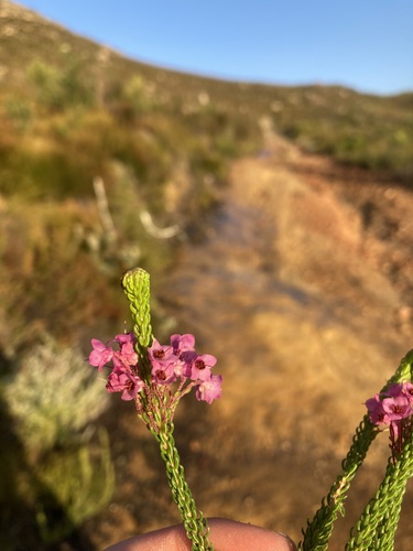 Image of Erica seriphiifolia by (c) Justin Ponder, some rights reserved (CC BY)