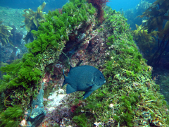 Parma alboscapularis