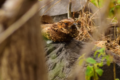 Antrostomus arizonae