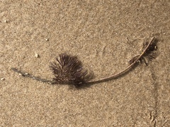 Bugulidae