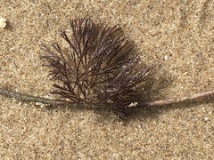 Bugulidae