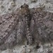 Eupithecia swettii - Photo (c) Brent Steury, some rights reserved (CC BY-NC), uploaded by Brent Steury