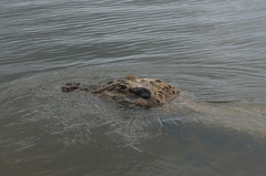 Melanosuchus niger