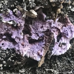 Hypochnella violacea