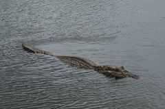 Melanosuchus niger