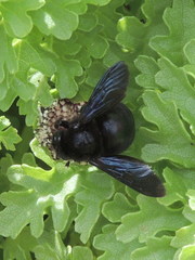 Xylocopa darwini