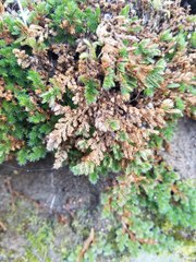 Selaginella hansenii