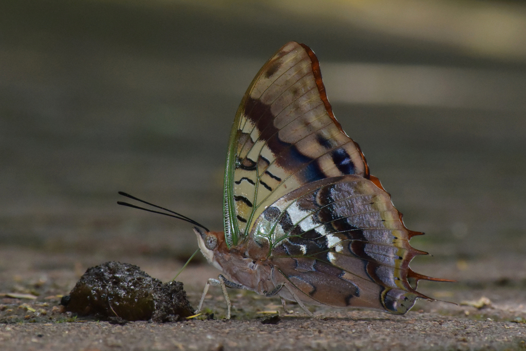 Green-veined Emperor