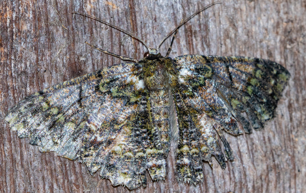 Hypodoxa leprosa