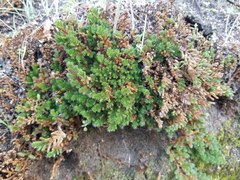 Selaginella hansenii