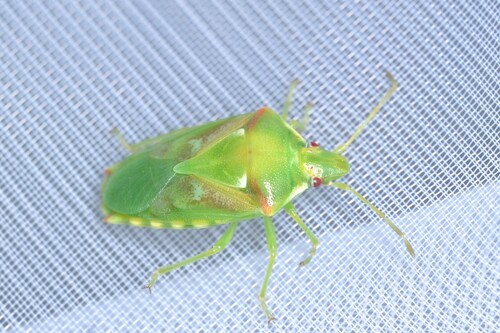Cyphostethus tristriatus