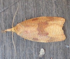 Cenopis reticulatana