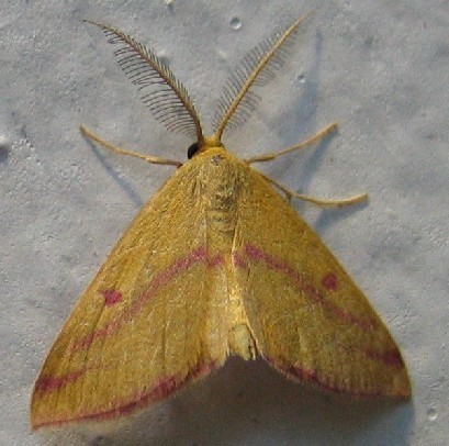Chickweed Geometer Moth