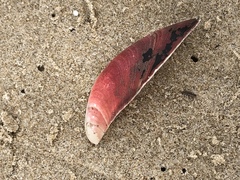 Modiolus americanus