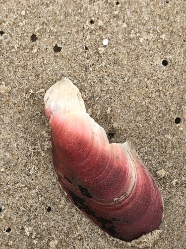 Tulip Mussel (North carolina marine molluscs) · iNaturalist