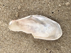 Modiolus americanus