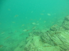 Notolabrus celidotus