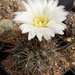 Gymnocalycium gibbosum - Photo (c) Michael Wolf, some rights reserved (CC BY-SA)