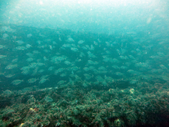 Nemadactylus macropterus