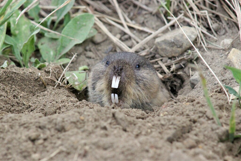 Northern Mole Vole