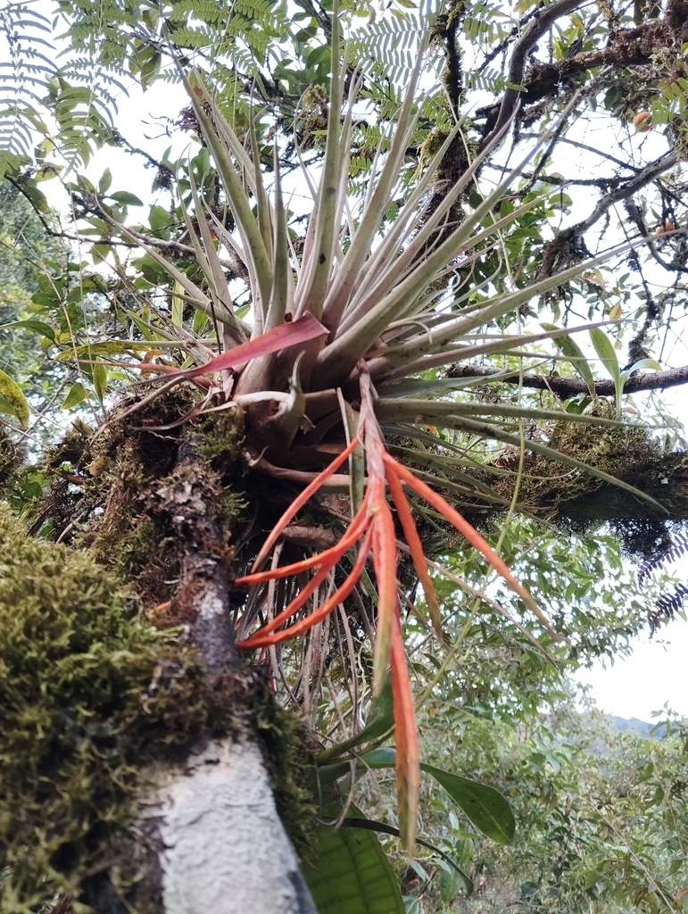 Tillandsia barthlottii