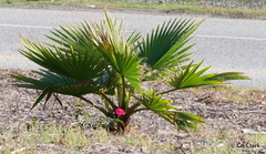 Washingtonia × filibusta