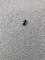 Camponotus grandidieri