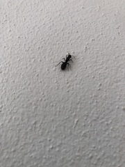 Camponotus grandidieri