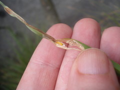 Cosmopterix attenuatella