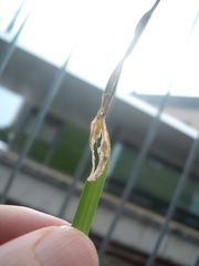 Cosmopterix attenuatella