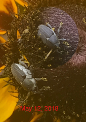 Odontocorynus