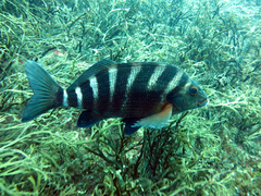 Chirodactylus spectabilis