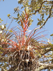 Tillandsia calothyrsus