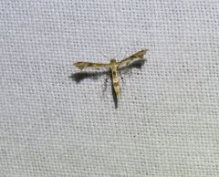 Nippoptilia cinctipedalis