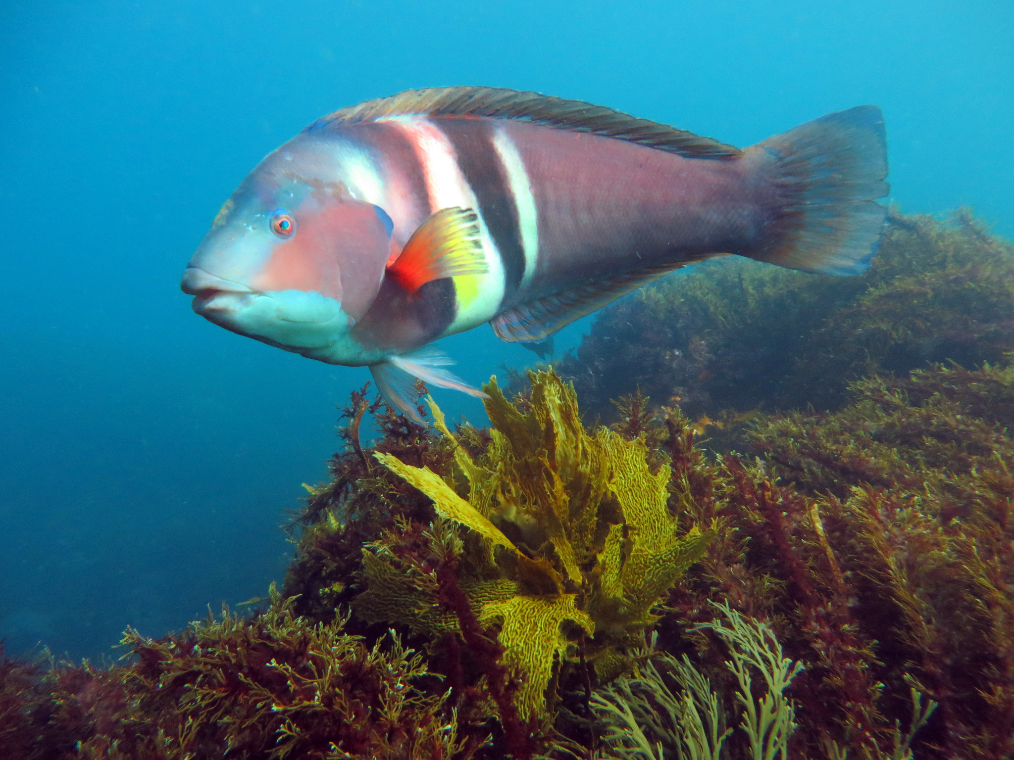Eastern King Wrasse (Coris sandeyeri) · iNaturalist, image size:2048x1536