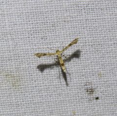 Nippoptilia cinctipedalis