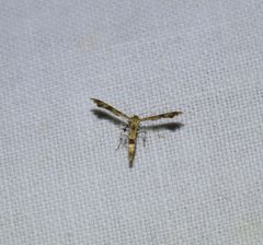 Nippoptilia cinctipedalis