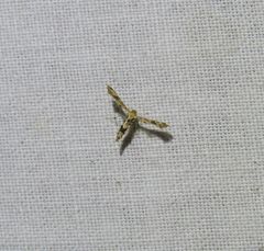 Nippoptilia cinctipedalis